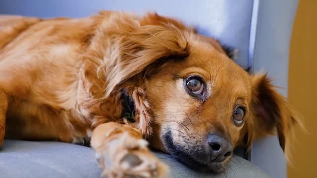 lazy dog on couch