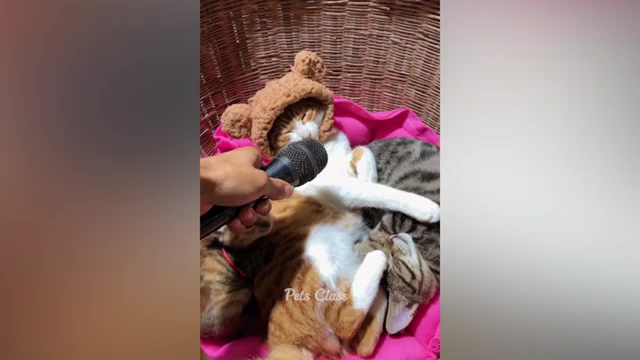 #Funny cats #Cute Cats #Funny Kitten #Funny Pets