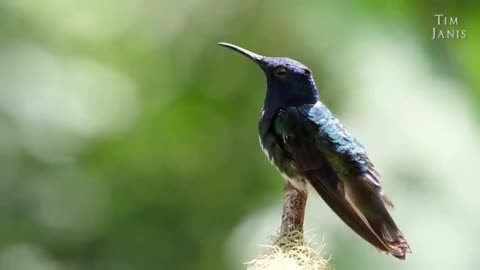 Beautiful () Instrumental () Hymns, () Peaceful