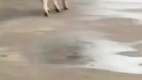 😂 Animal Videos