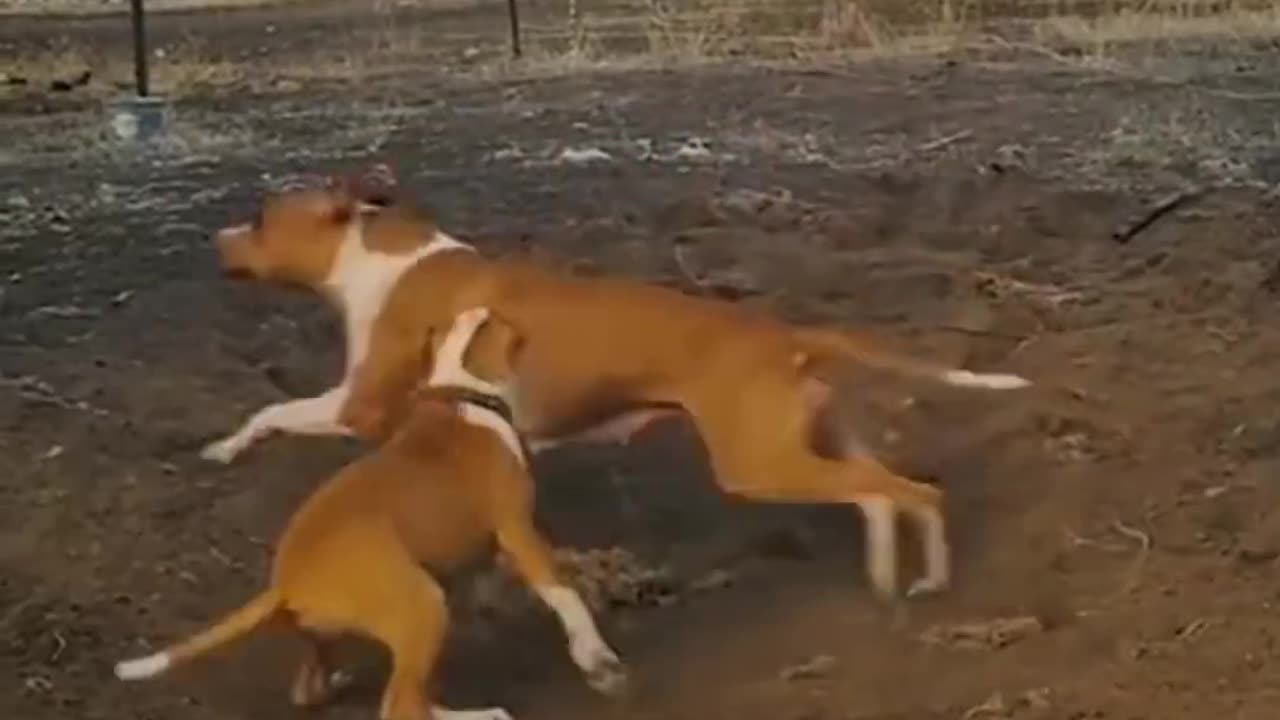 Funny animals videos from tiktok Try not to laugh 😂🤣😹