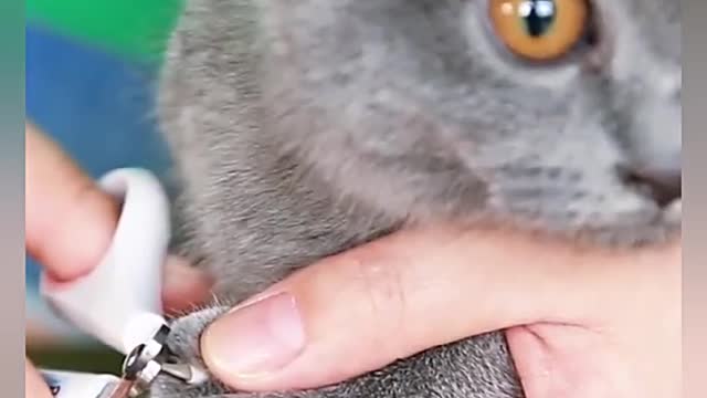 Pet Nail Clipper