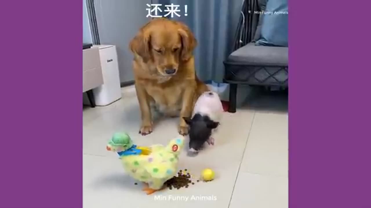 funny animal videos 2022 funniest dogs and cat videos