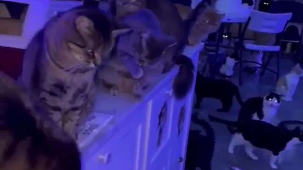 Cat 😍