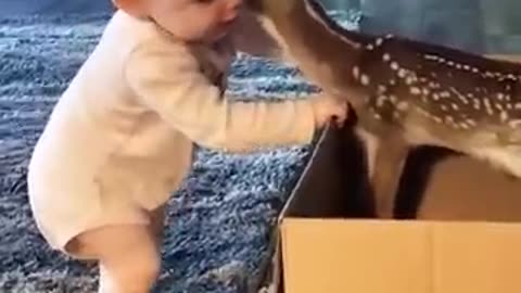 cute deer 🦌 😍