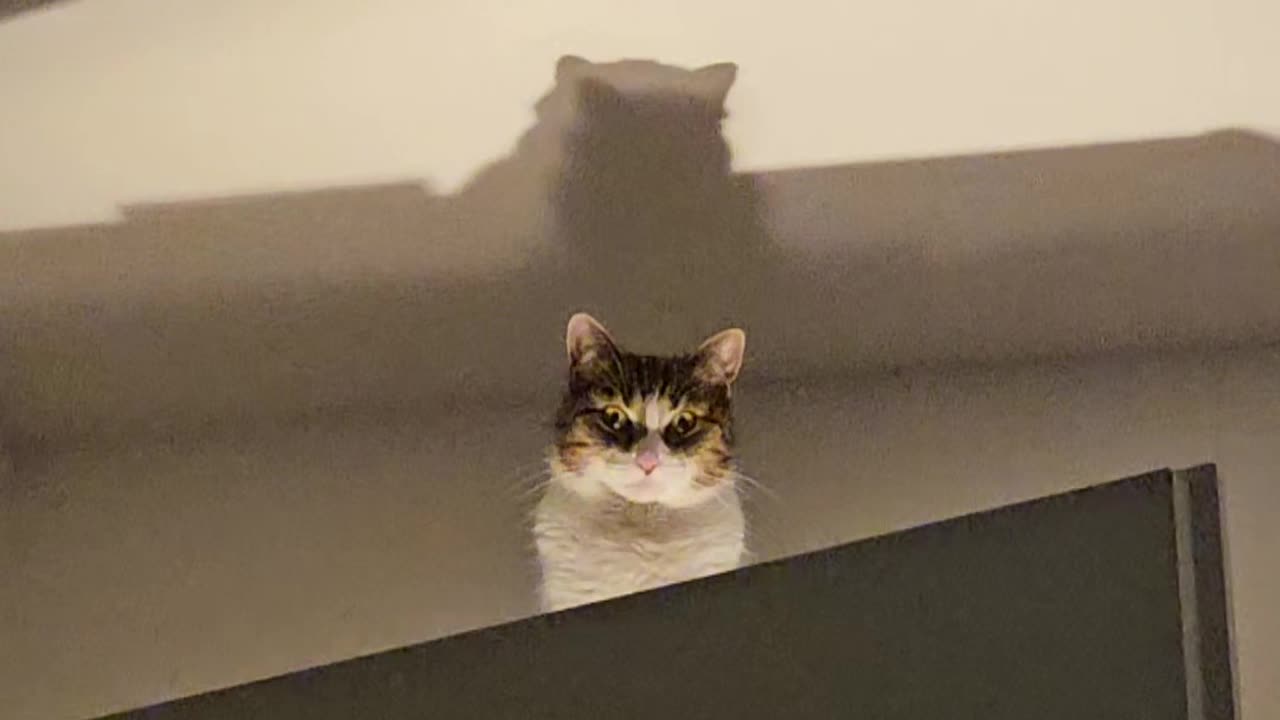 Cat Watches Menacingly From Above