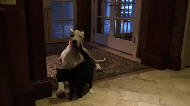 Sid the Cat talks to Max the Great Dane while pestering him