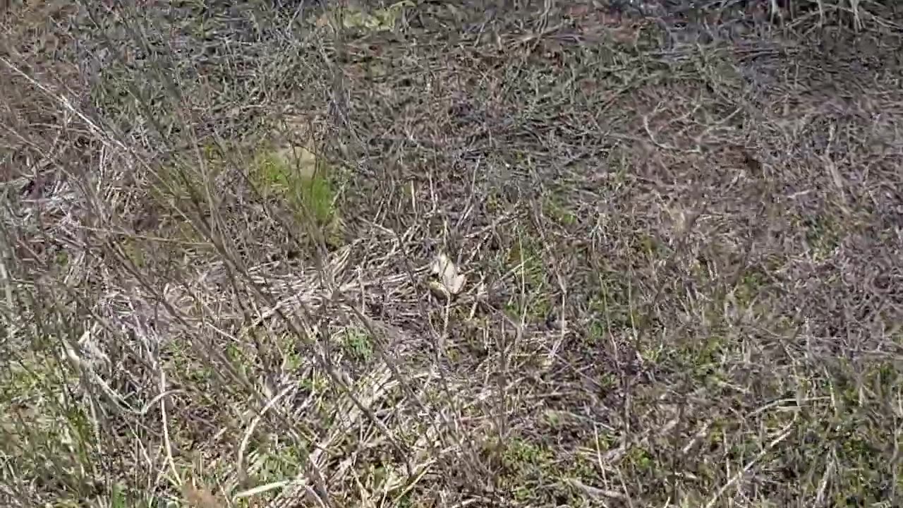 A COMPILATION OF WILDLIFE VIDEOS (04/21/23)