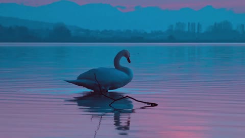 Swan Oiseau Soirée Twilight Reflexion Nature