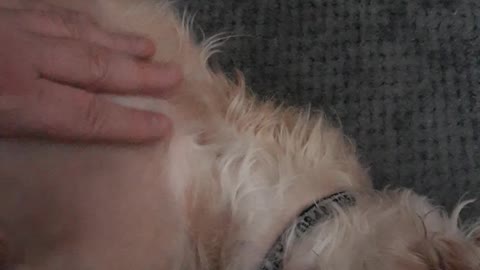 PIT BULL GETS PETTED