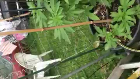 California upset illegals flown in part 2