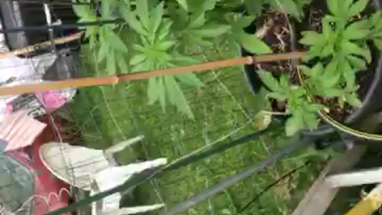 California upset illegals flown in part 2