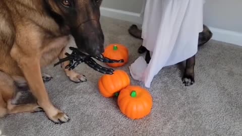 My dog on holloween