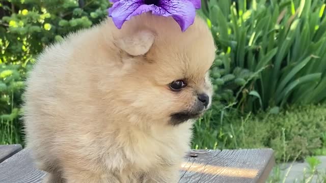 A Cute Dog On Top Of a Wooden Table