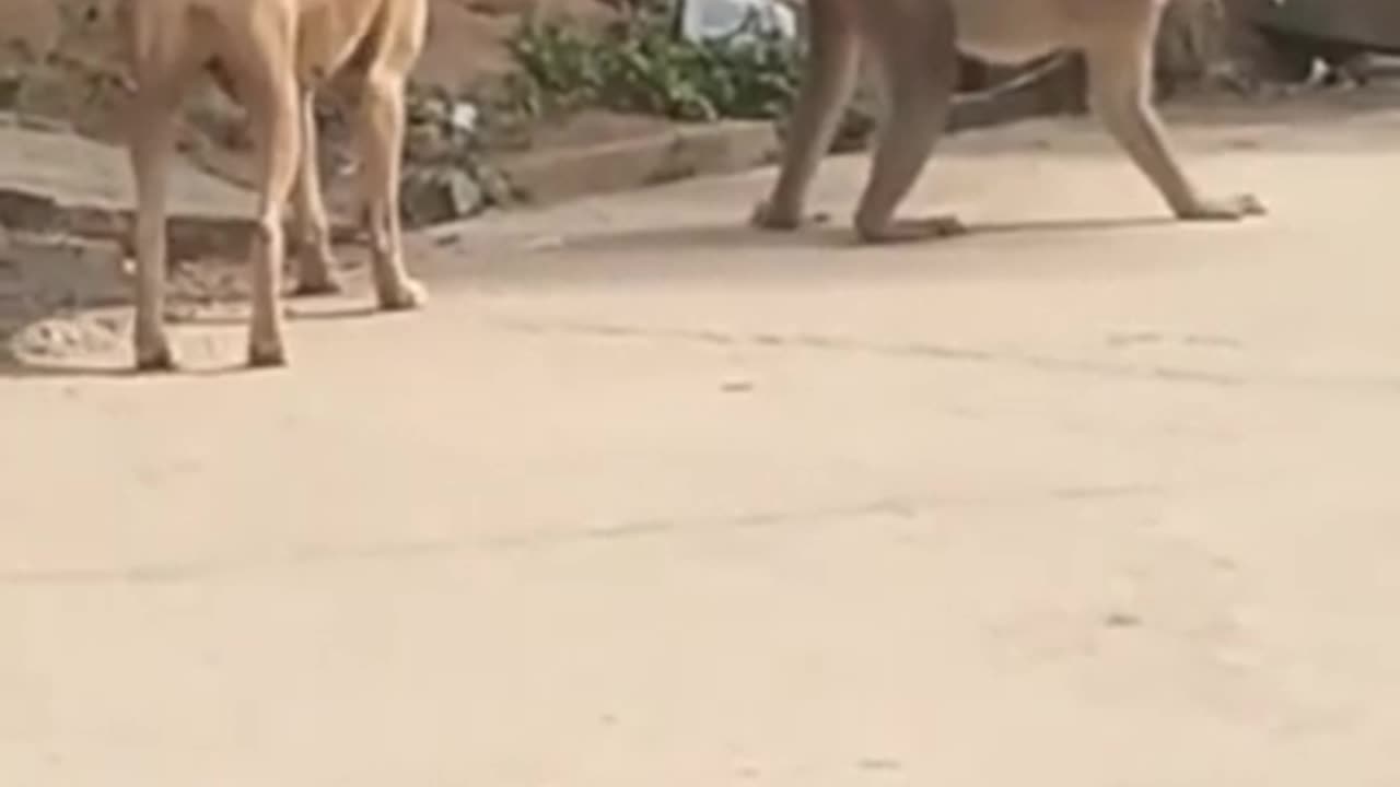 Super funny video monkey saving ass....😂