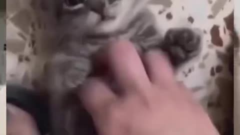 Cute and funny cat video.