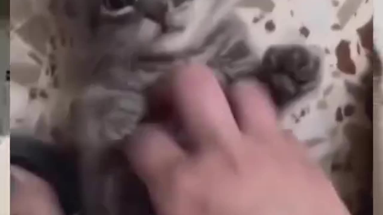 Cute and funny cat video.