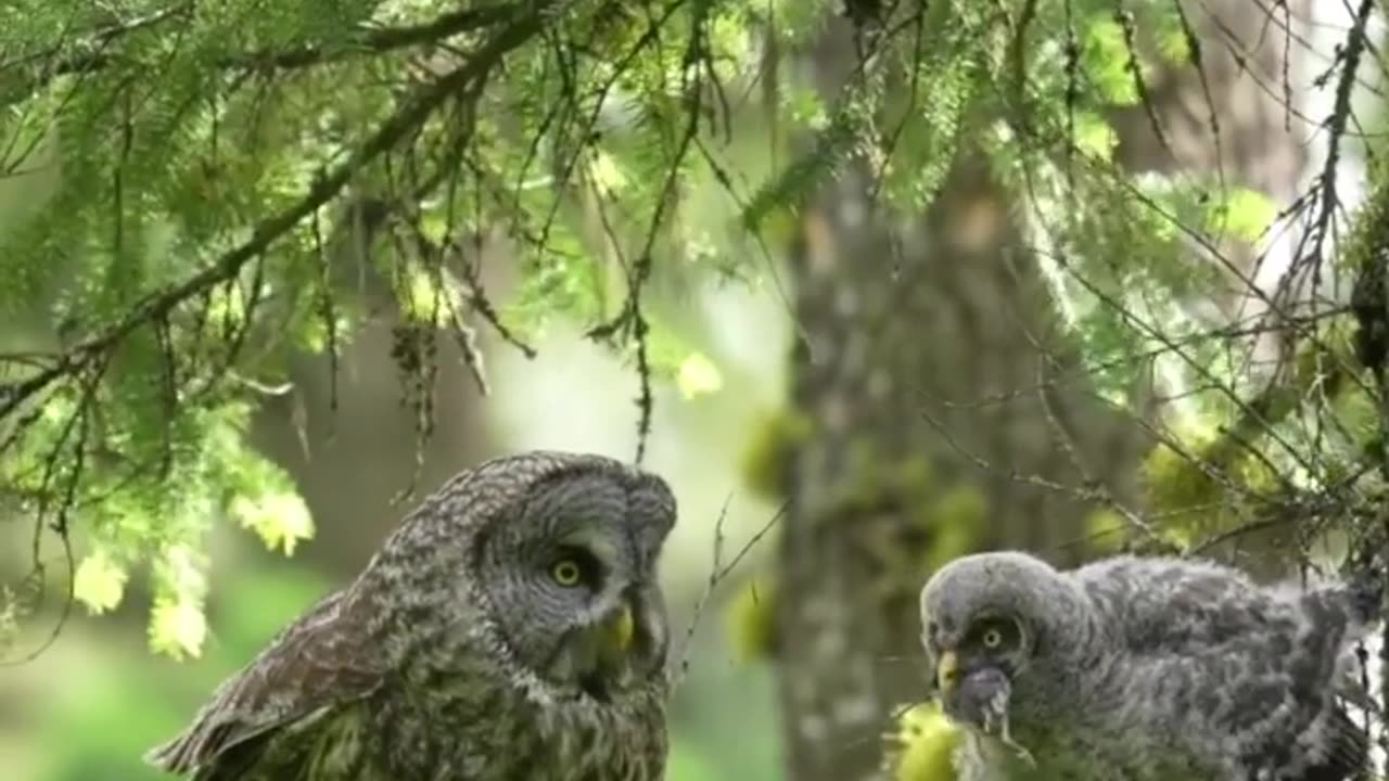 Feeding the owl chicks