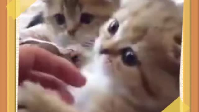 kitten