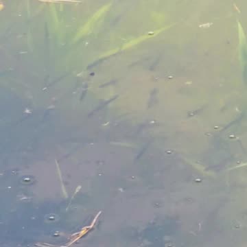 Many small fish in a river / mini fish in the water.
