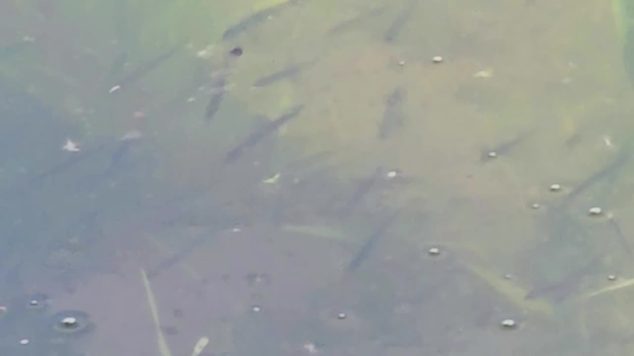 Many small fish in a river / mini fish in the water.