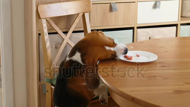 Beagle steal piece of food from kitchen table when nobody see, funny scene.