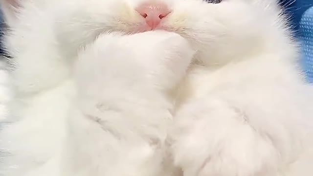 A white cat