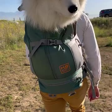 Barbie dog so cute 🥰 |Funny animal videos| try not to laugh