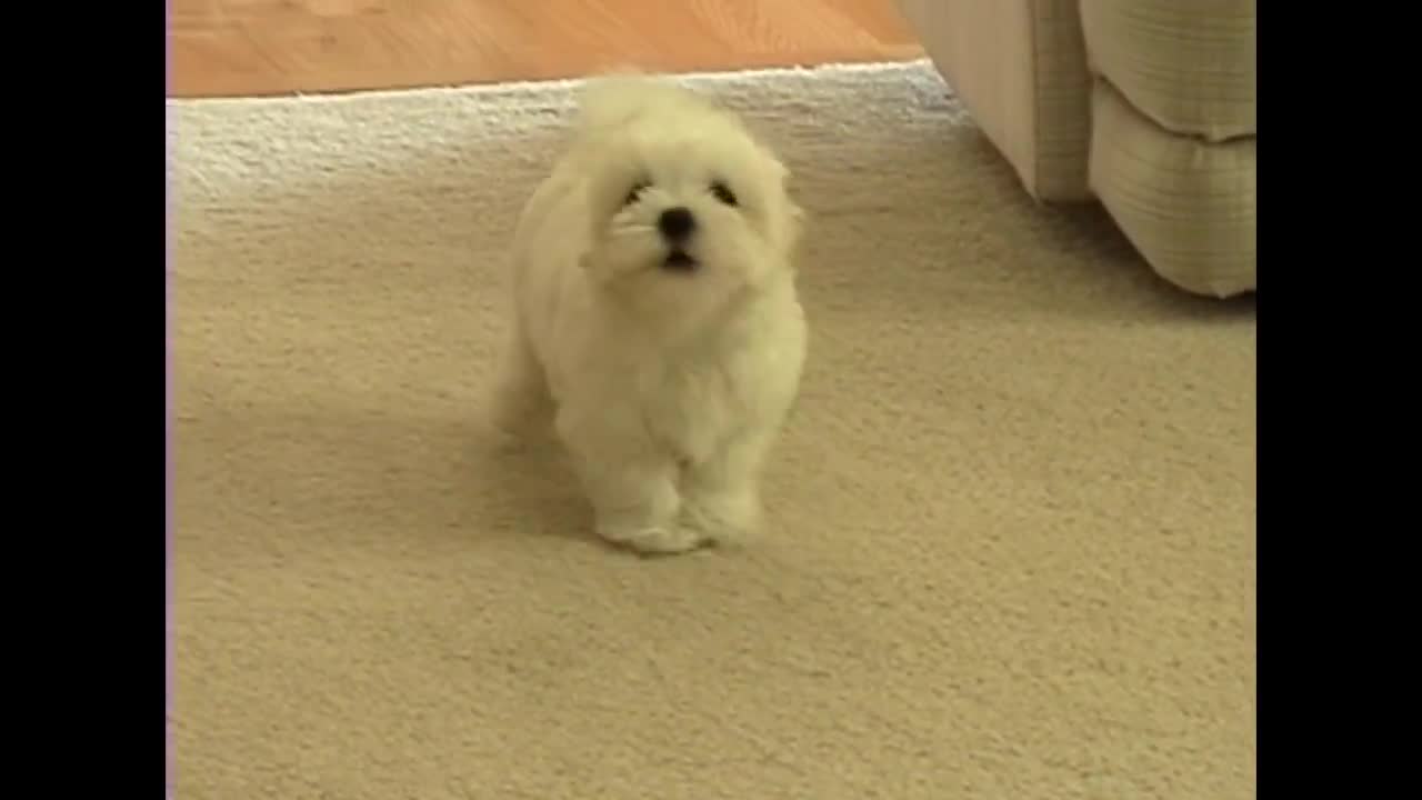 Cute Maltese puppy dog barking at funny small cat animal toy little puppies play