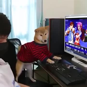 Smart Dog DOING WHAT WE DO: very funny dog looooooooool