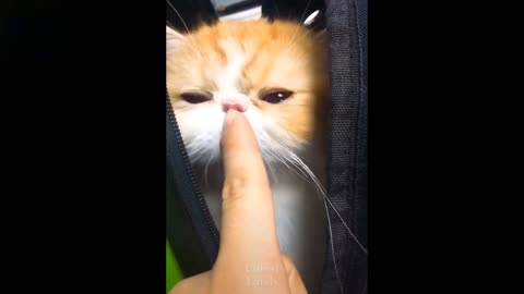 Funniest Cats 😹 Don't try to hold back Laughter 🤣🤣 #78 Cutest Lands