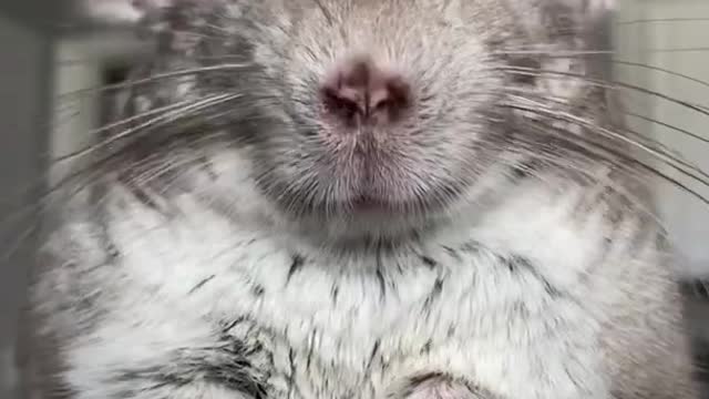 funny chinchilla