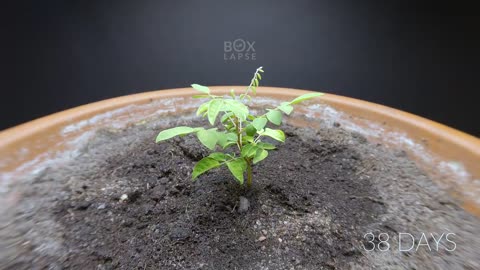 Growing CARAMBOLA (star fruit) Time Lapse