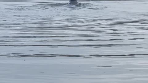 Seal Catches and Eats an Octopus