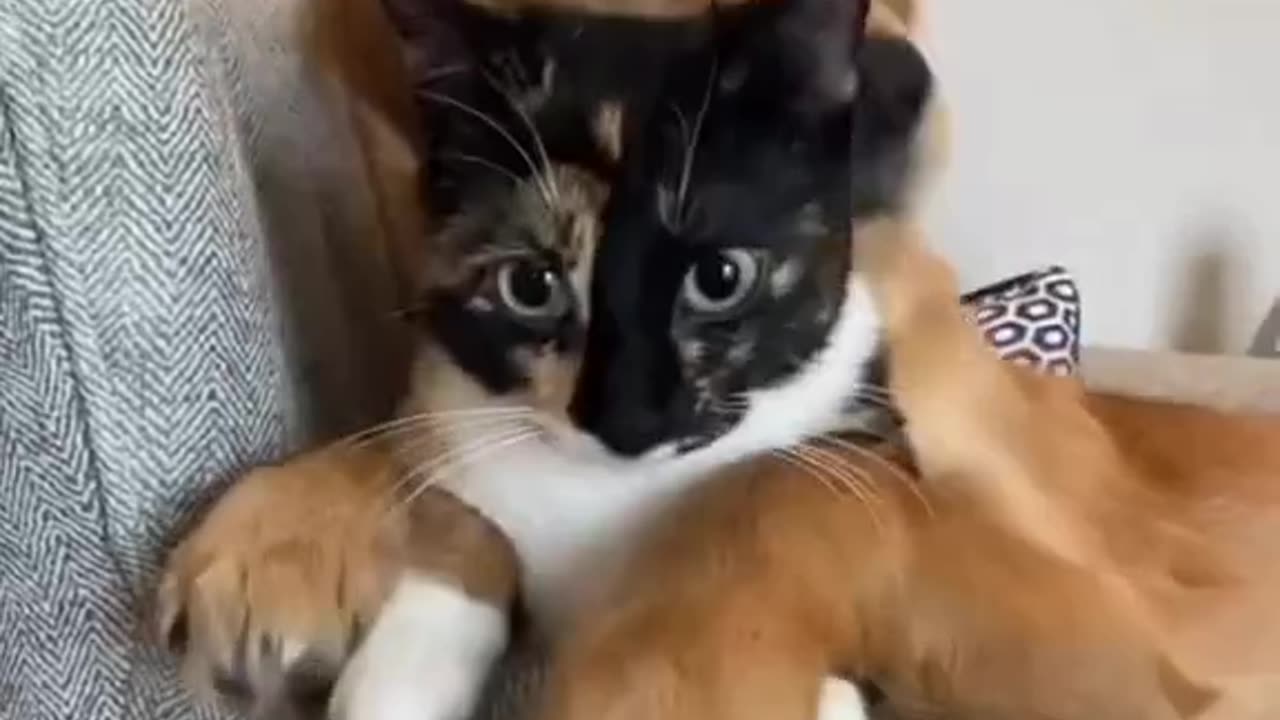 Funny Lovly pets.