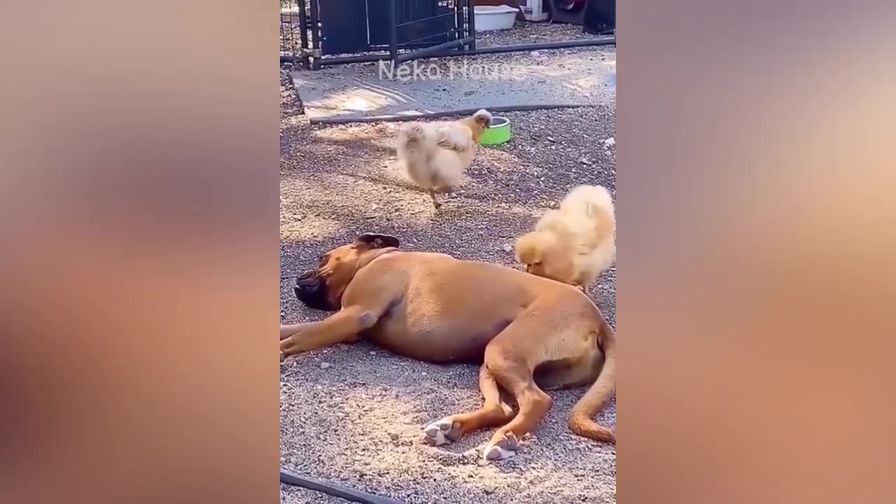 Funny Cats and Dogs
