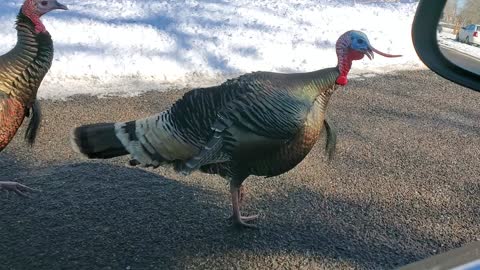 Tom Turkeys