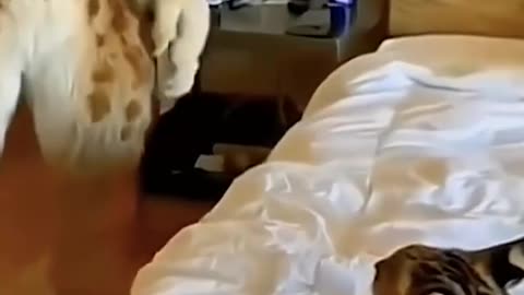 Funny and Cute Animals Shorts video compilation