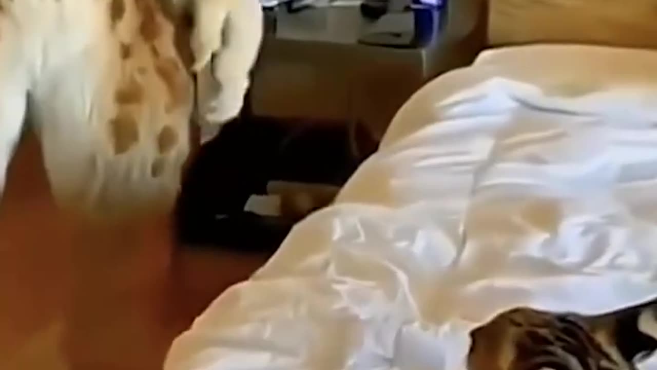 Funny and Cute Animals Shorts video compilation