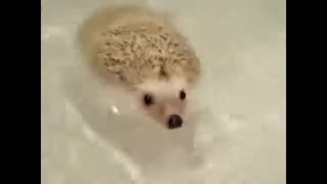 Crazy Animals Video Compilation - Funny & Cute 😍🤣😁💕👌