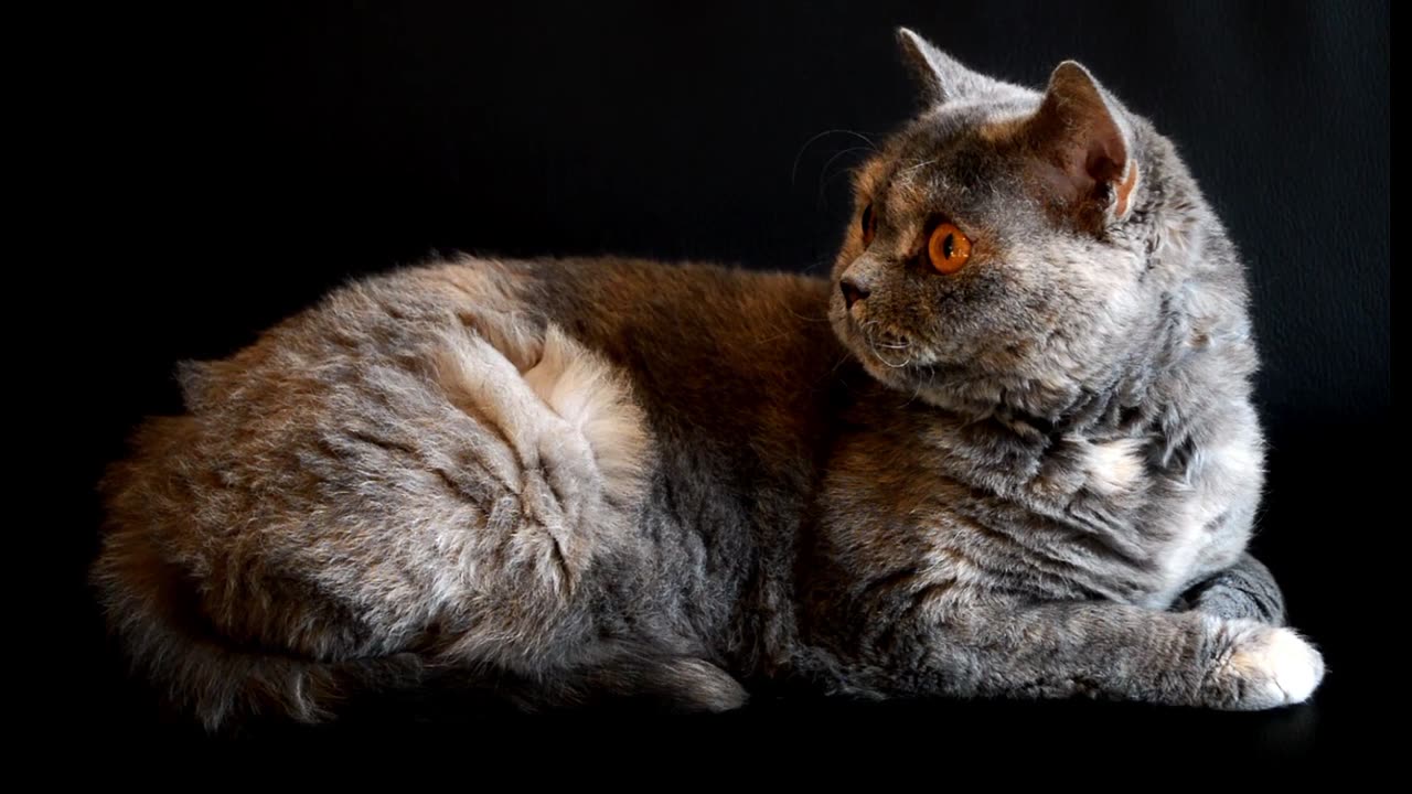 Cat Playful Big Eyes.... #animalsvideos #cat #animals