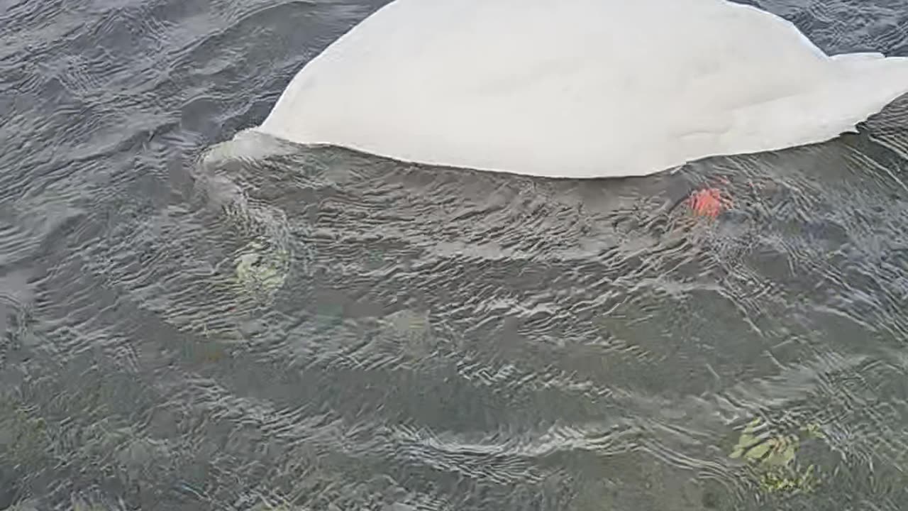 Swans floating in an artificial lake