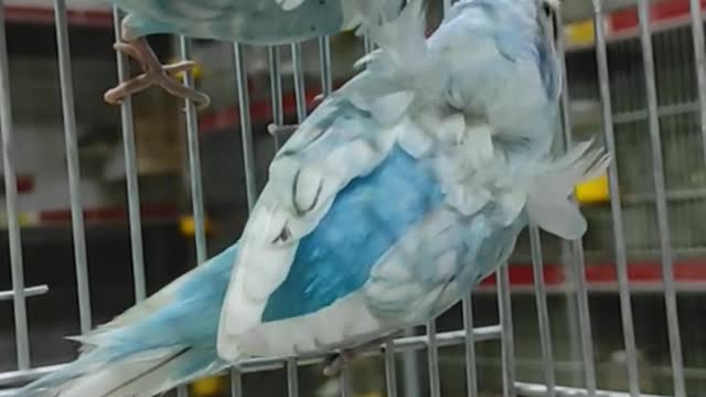 اصور اجمال الطيور