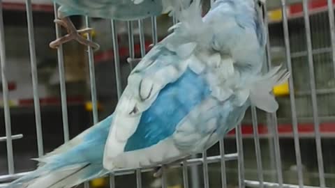 اصور اجمال الطيور