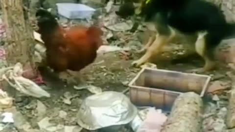 Funy cock &dog vedio