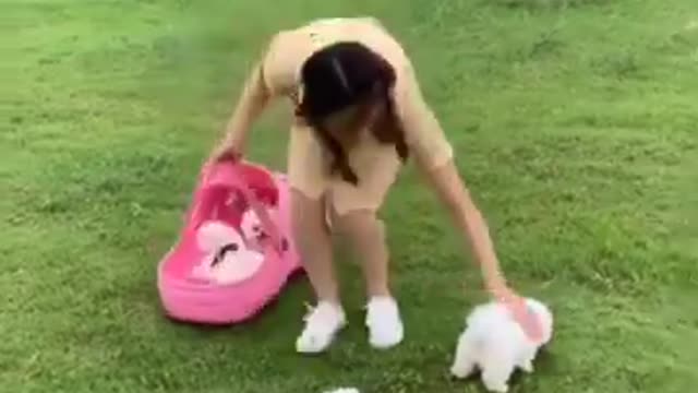 Cute and Funny Dog Videos 🔴