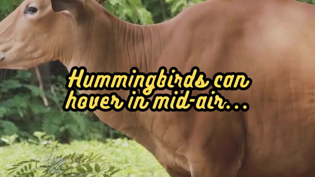 Animal Facts Hummingbird Flight #shorts