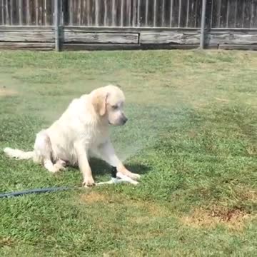 Perro se enfría sentándose frente al regador
