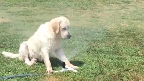 Perro se enfría sentándose frente al regador