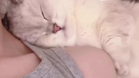 Cute cat